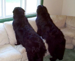 newfoundland dog shedding