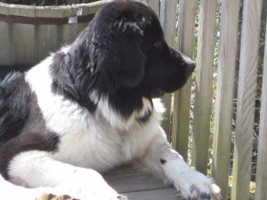 Annie on the Deck