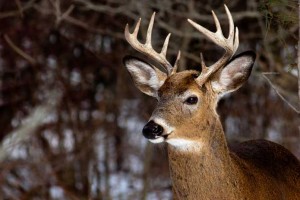 WhiteTail2