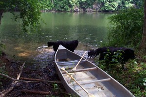 CozyDaisyCanoe