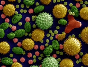 Misc_pollen_colorized