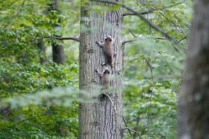 BabyRacoonsTree