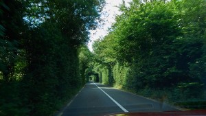 IrelandTreeTunnel