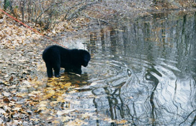 river bear newfoundlands