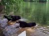 July2000/00-07-09_Dogs-09.JPG 60.5K 500 x 375