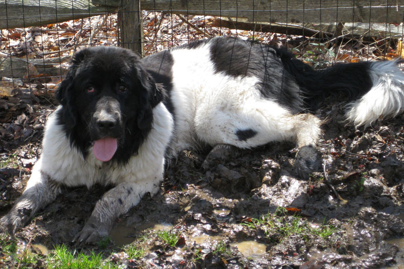 Annie in the Mud