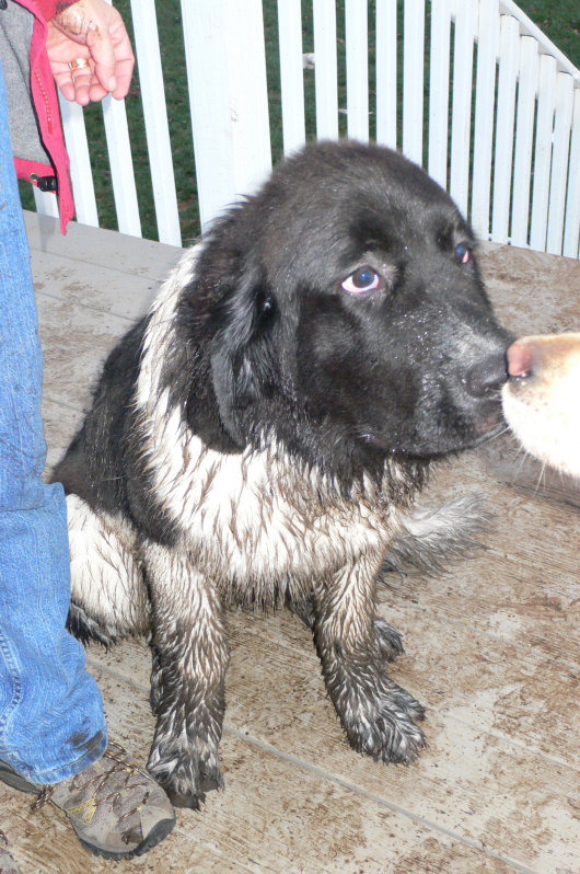 newfoundland dog shedding